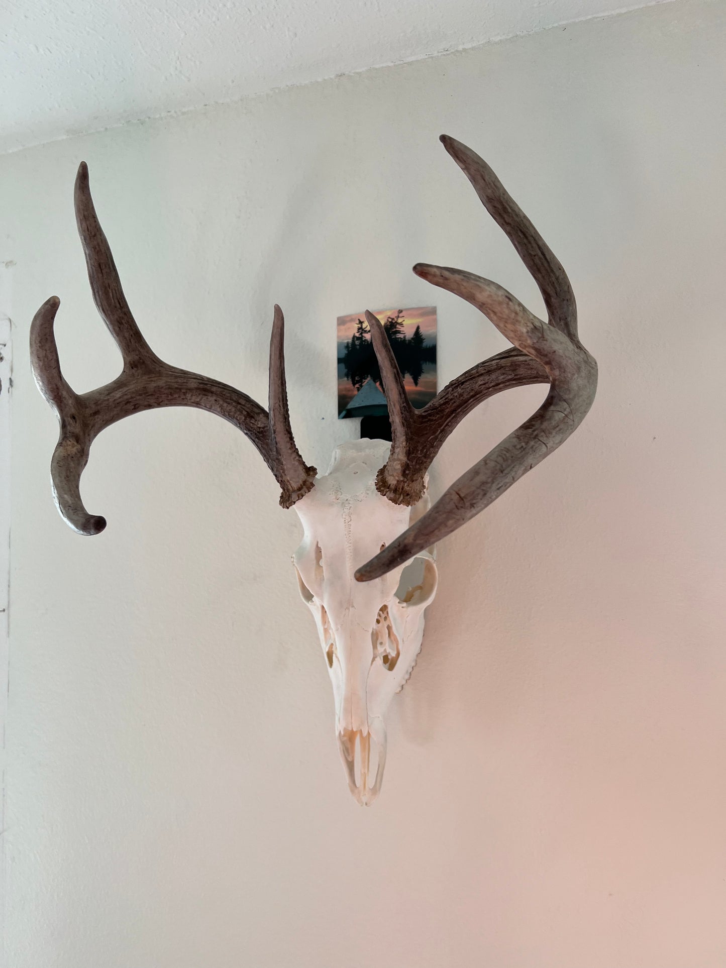 European Mount Hook w/ Picture Holder