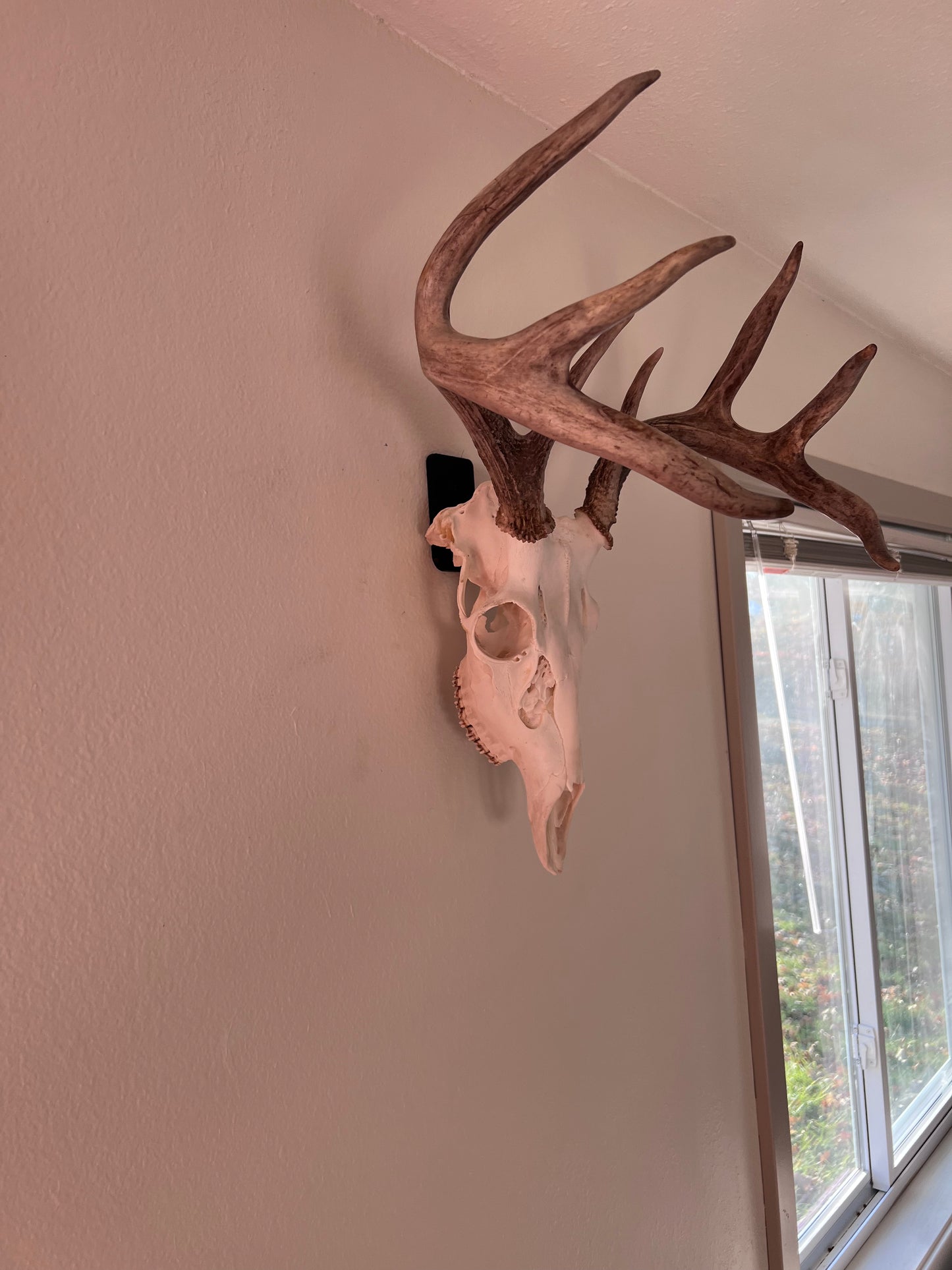 European Mount Hook w/ Picture Holder