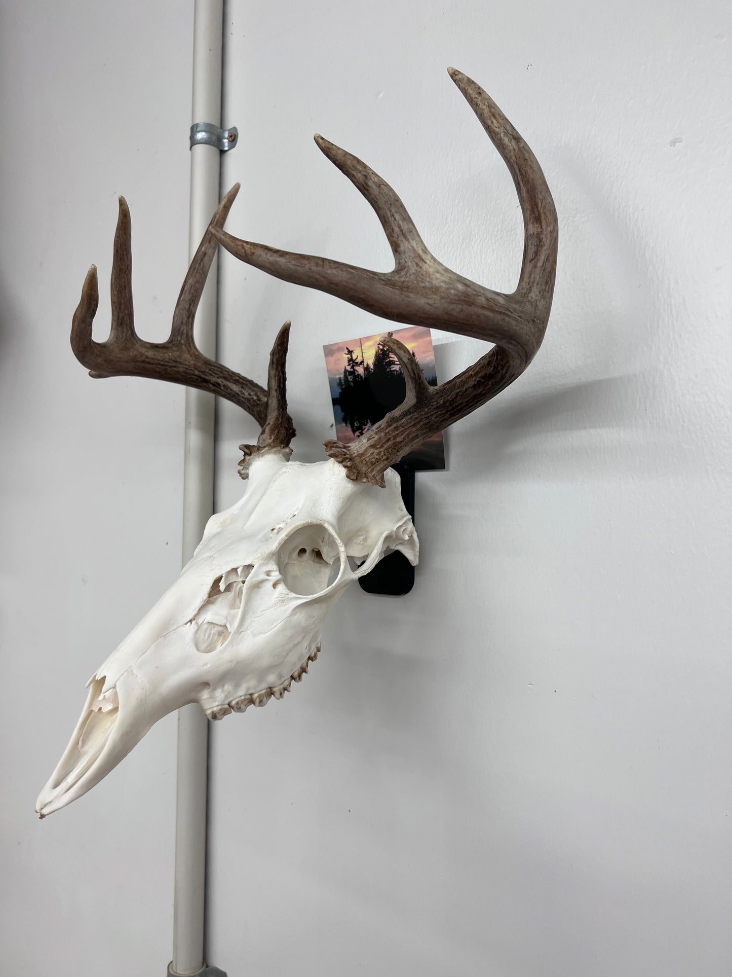 European Mount Hook w/ Picture Holder